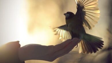 الحرية والإلزام والالتزام